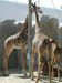 050602_zoo35